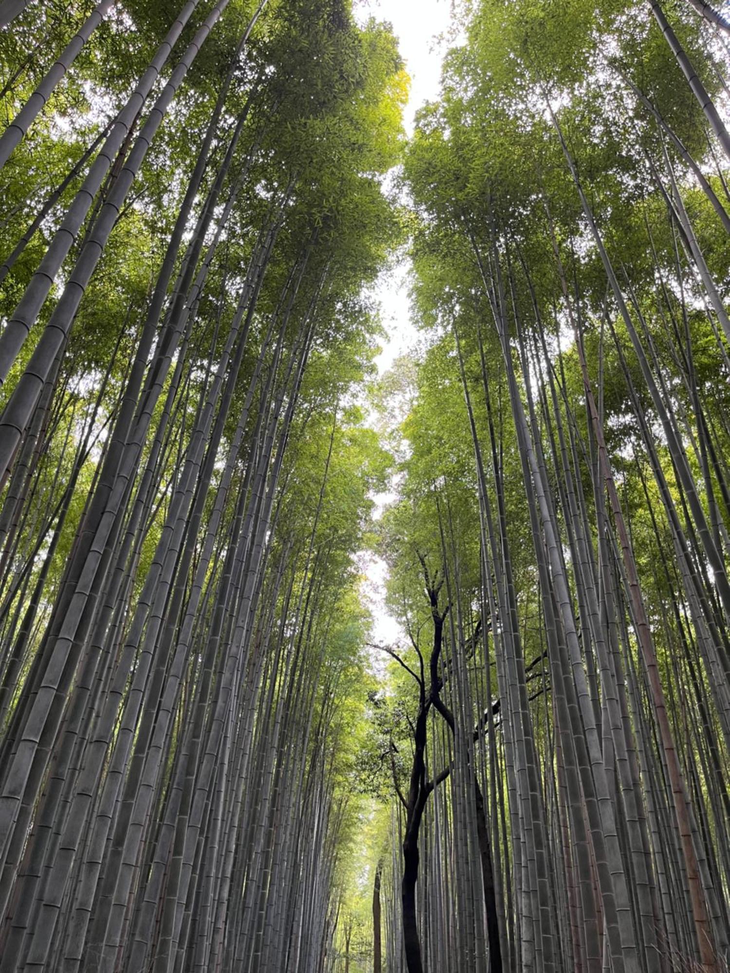 嵐山 天龍の宿 駐車無料 一棟貸切 最大5人 Dragon Legend Arashiyama Central Private Rare Modern Villa Free Parking Max 5Ppl Shimosaga ภายนอก รูปภาพ