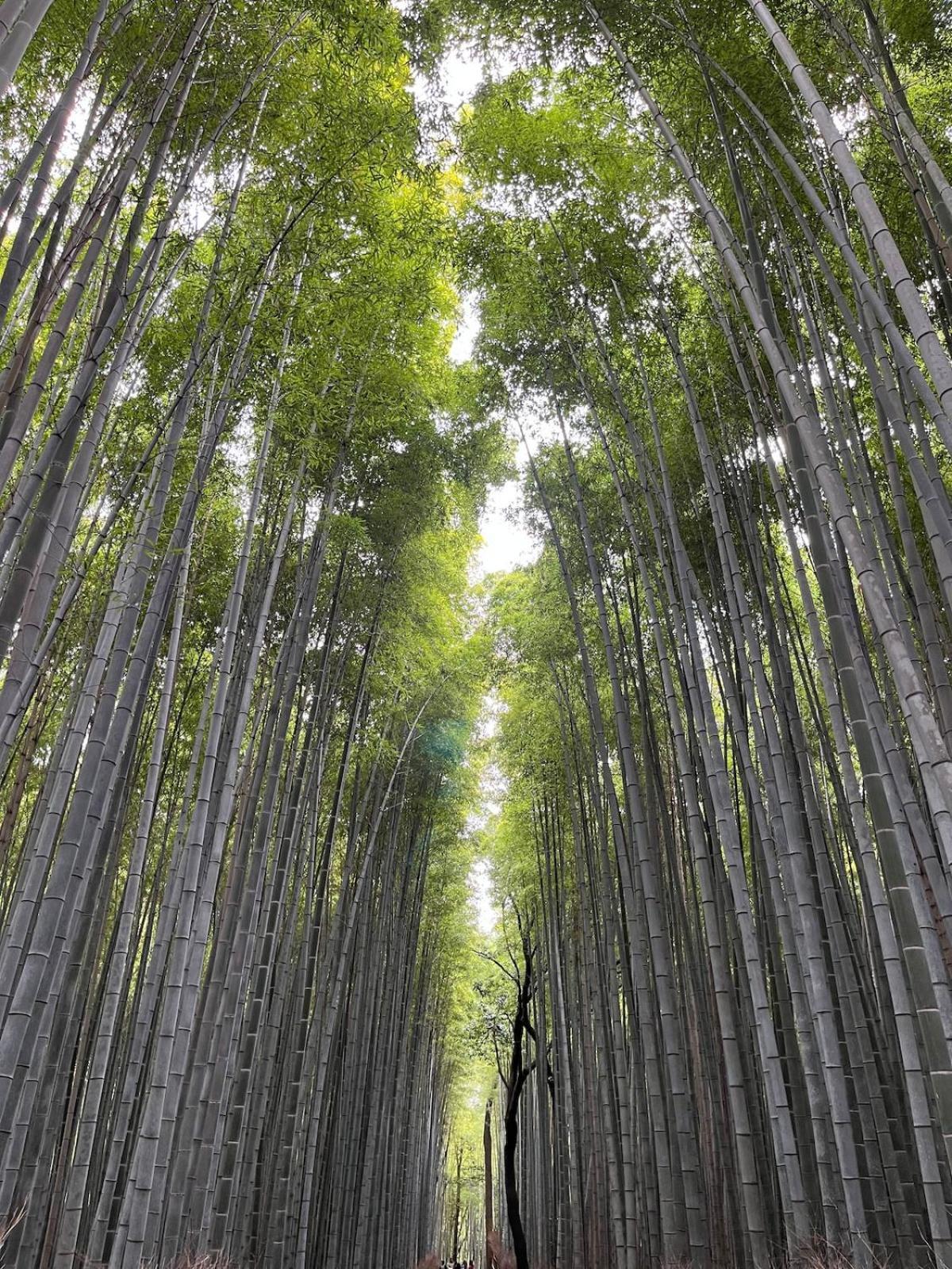 嵐山 天龍の宿 駐車無料 一棟貸切 最大5人 Dragon Legend Arashiyama Central Private Rare Modern Villa Free Parking Max 5Ppl Shimosaga ภายนอก รูปภาพ